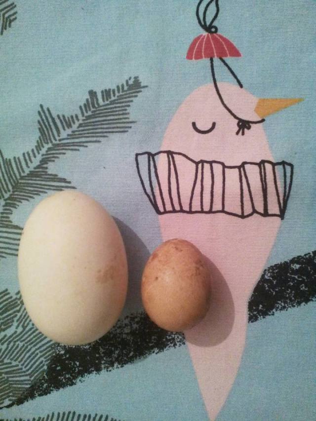 12813944_10153623432239531_987866831255847273_n